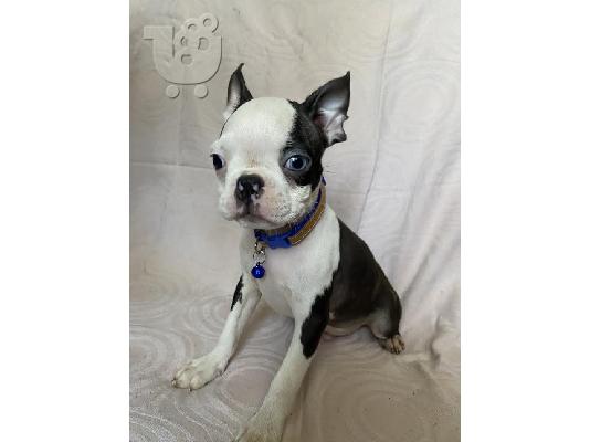 Boston Terrier, premium κουτάβια
